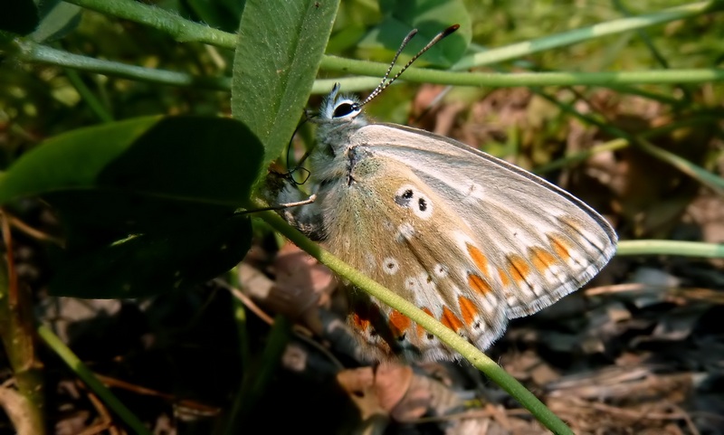 femmine di Polyommatus sp.